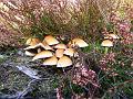 Wandeling van Monke en Judith op 21-10-2012 (40)